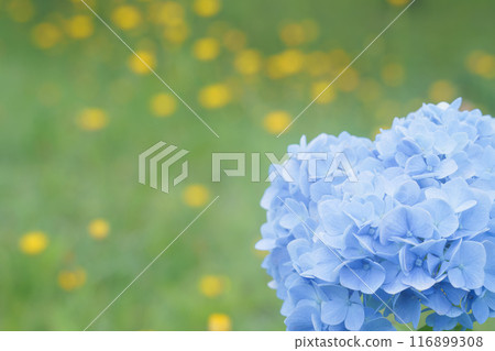 A cluster of yellow hydrangea flowers and blue hydrangeas 116899308