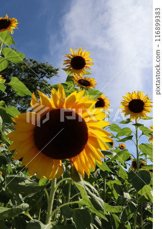 向日葵田 向日葵 向日葵萬博紀念公園 大阪府吹田市 萬博紀念公園站 暑假 116899383