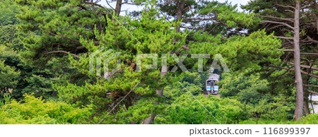 穿越青森縣種差海岸松林的JR八戶線列車 穿越青森縣種差海岸松林的JR八戶線列車 116899397