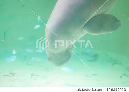 有儒艮的水族館 116899610