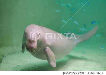 跳舞儒艮 跳舞儒艮 116899611