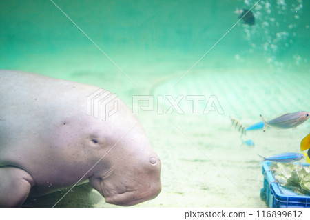 儒艮與魚 116899612