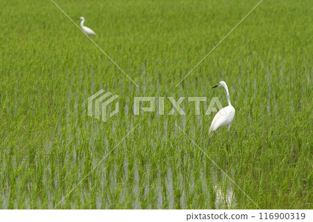 Egret looking for food in the rice fields 116900319
