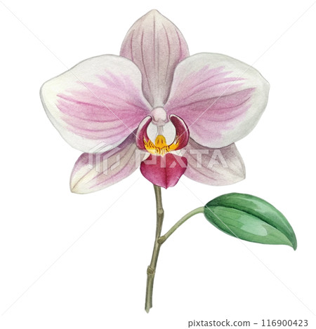 Orchid Flower Clipart  116900423