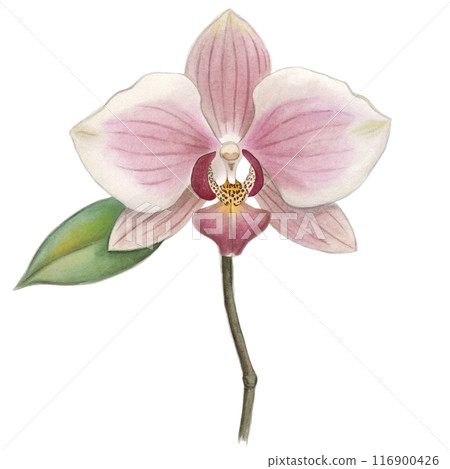 Orchid Flower Clipart  116900426
