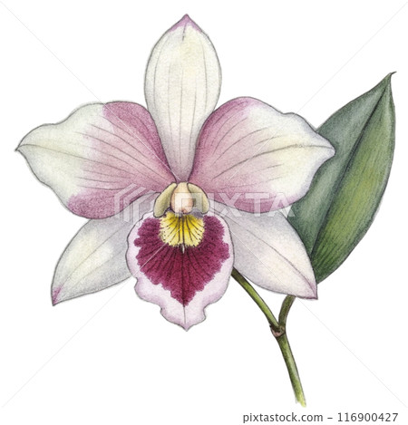 Orchid Flower Clipart Orchid Flower Clipart 116900427