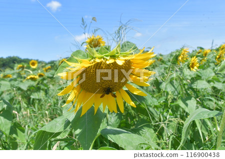 仲夏向日葵 仲夏向日葵 116900438