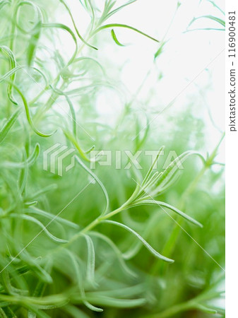 夏日清新的綠色薰衣草葉 116900481