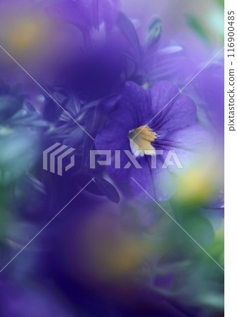 Petunia Purple Flowers Art Style Petunia Purple Flowers Art Style 116900485