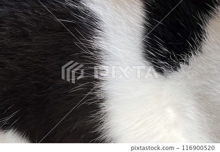 Fluffy cat fur background image 116900520
