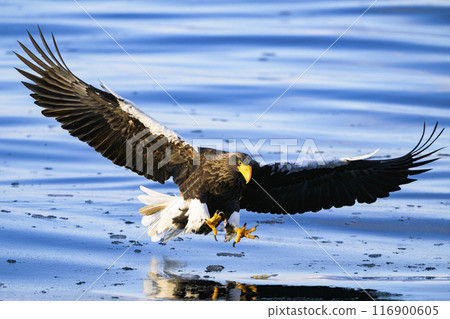 A Steller's sea eagle pounces on its prey 116900605