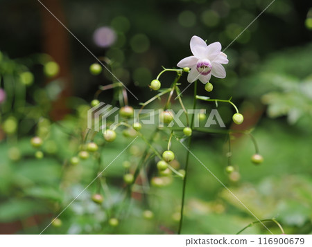 Renge goshoma Renge goshoma 116900679