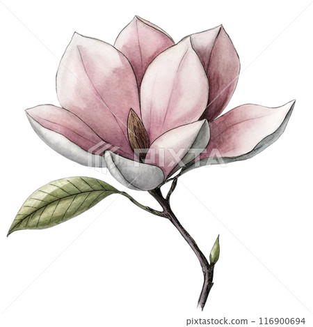Magnolia Flower Clipart  116900694