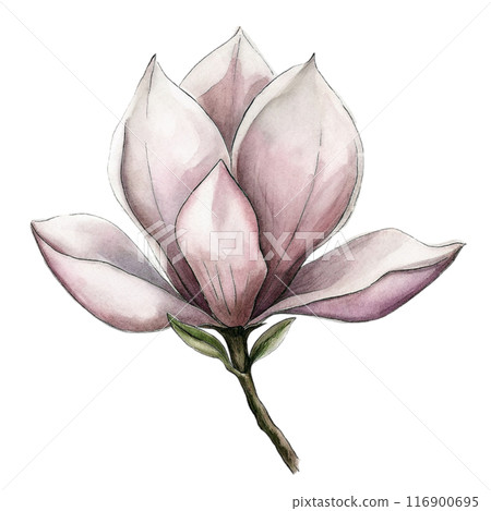 Magnolia Flower Clipart  116900695