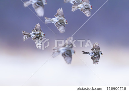A flock of redpolls in flight A flock of redpolls in flight 116900716
