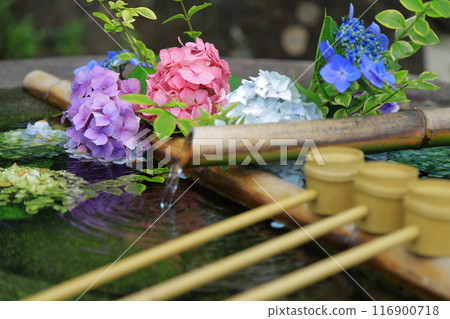 hydrangea hydrangea 116900718