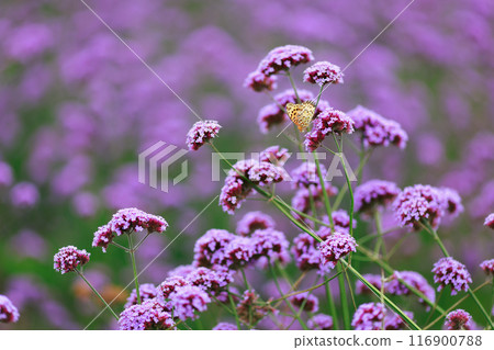 Butterfly resting on verbena, Awaji Flower Gallery 116900788