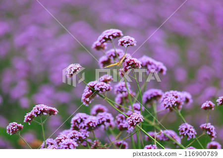 Butterfly resting on verbena, Awaji Flower Gallery 116900789