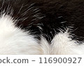 Fluffy cat close-up 116900927