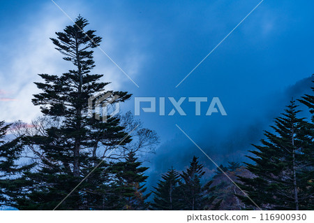 [群馬縣] 荒涼的萬座高原和枯樹的夜景 116900930