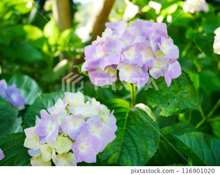 Hydrangeas in full bloom 2022.6.12 116901020