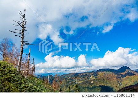 [Gunma Prefecture] The desolate Manza Plateau and dead trees 116901114