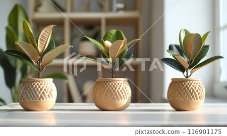 Three houseplant ficus trees in clay pots with pattern on windowsill bright sun rays shine from window, an interesting hobby cultivation of indoor flowers 116901175