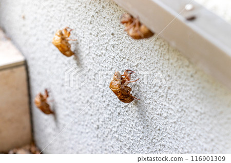 Cicada molt left on the white wall 116901309