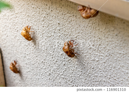 Cicada molt left on the white wall 116901310