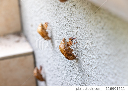 白色外牆上殘留的蟬殼 116901311