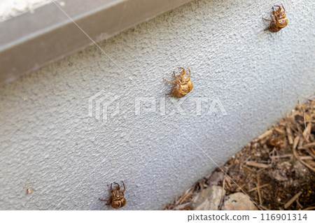 A cicada shell left on a white exterior wall A cicada shell left on a white exterior wall 116901314