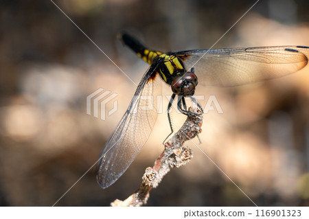 蜻蜓棲息在樹枝上 116901323