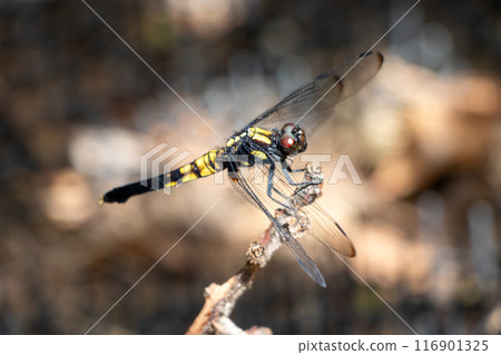 A dragonfly perched on a thin tree branch 116901325