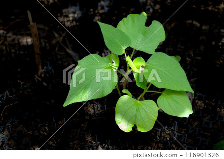 地瓜幼苗生長 116901326