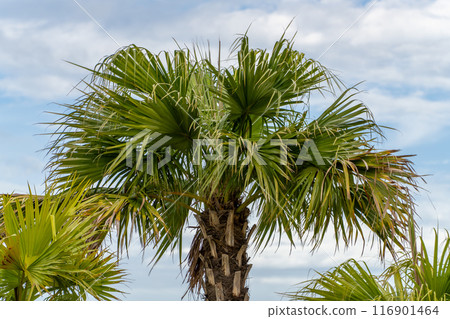 Palm trees stretching into the tropical sky 116901464