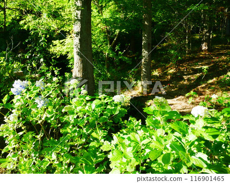 Hydrangea flowers blooming among fresh greenery 2022.6.12 116901465