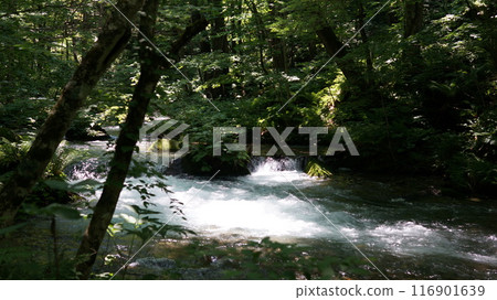 流經奧入瀨峽谷森林的清澈溪流 夏季 流經奧入瀨峽谷森林的清澈溪流 夏季 116901639