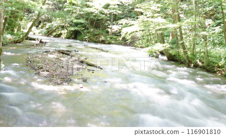 A clear stream flowing through a forest of fresh greenery: Oirase Gorge in summer A clear stream flowing through a forest of fresh greenery: Oirase Gorge in summer 116901810