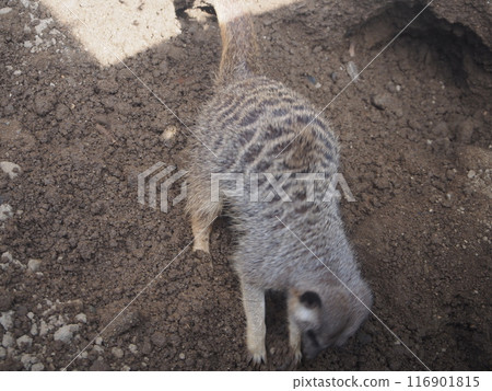 Meerkat digging a hole Meerkat digging a hole 116901815