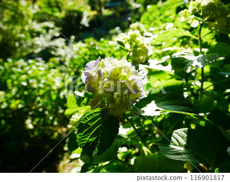 Hydrangea 2022.6.12 Hydrangea 2022.6.12 116901817