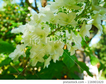 Hydrangea 2022.6.12 116901820