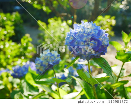 A scene of vibrantly blooming hydrangeas 2022.6.12 116901872