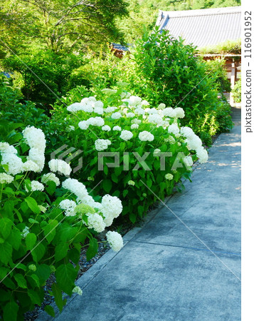 Hydrangeas in full bloom 2022.6.12 116901952