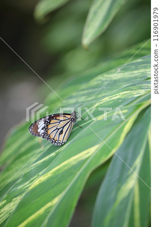 A black-striped butterfly resting on a Zelkova leaf 116901979