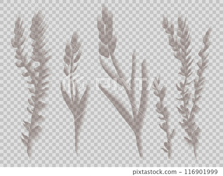 Vector set of transparent shadows of wild herbs isolated from background. Collection of clipart flowers and twig shadow overlay Vector set of transparent shadows of wild herbs isolated from background. Collection of clipart flowers and twig shadow overlay 116901999