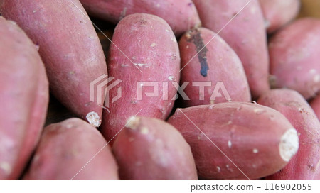 Image of harvested sweet potatoes Image of harvested sweet potatoes 116902055