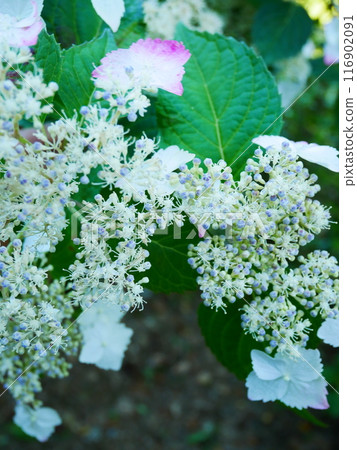 Mountain hydrangea 2022.6.12 Mountain hydrangea 2022.6.12 116902091