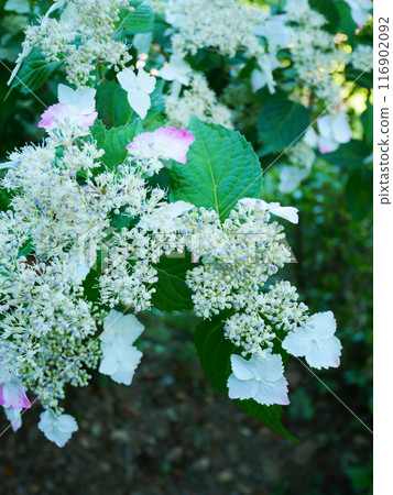Mountain hydrangea 2022.6.12 Mountain hydrangea 2022.6.12 116902092