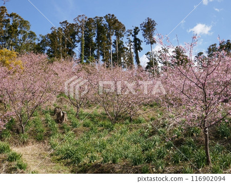 Kawazu cherry blossoms in Kyonan (Kyonan Town, Chiba Prefecture) Kawazu cherry blossoms in Kyonan (Kyonan Town, Chiba Prefecture) 116902094