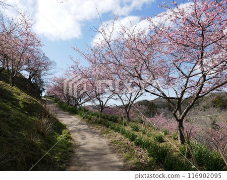 Kawazu cherry blossoms in Kyonan (Kyonan Town, Chiba Prefecture) Kawazu cherry blossoms in Kyonan (Kyonan Town, Chiba Prefecture) 116902095